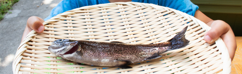 川魚イメージ Image