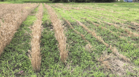 201912 oda field