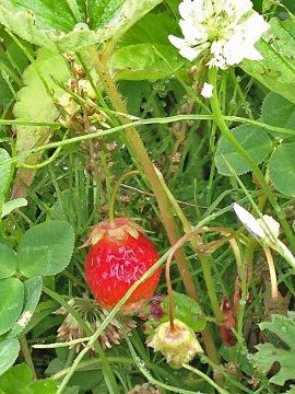 thumb 201707 berry