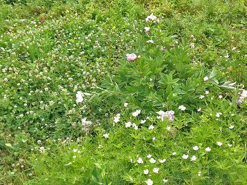 thumb 201707 clover