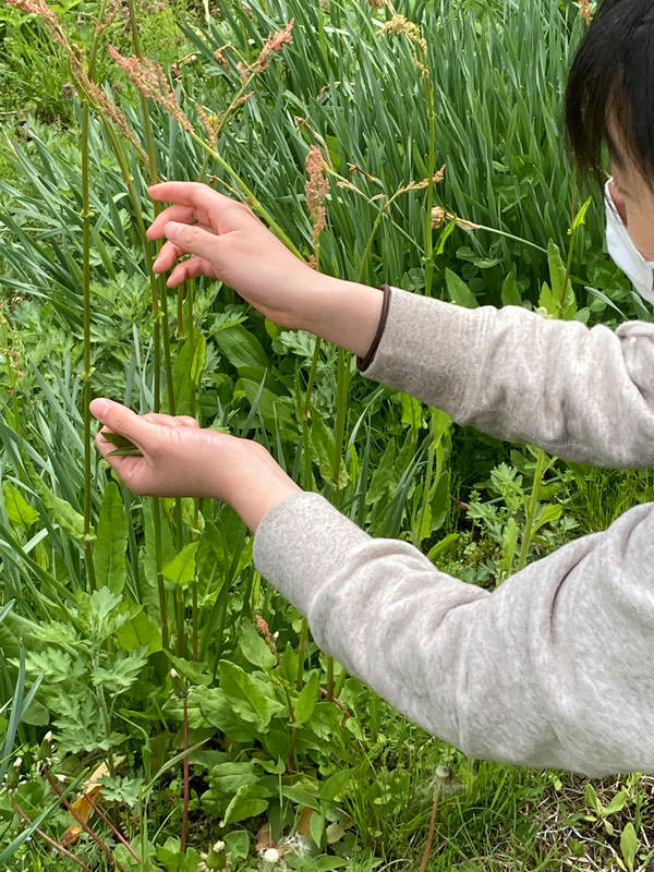 写真｜美麻の花豆