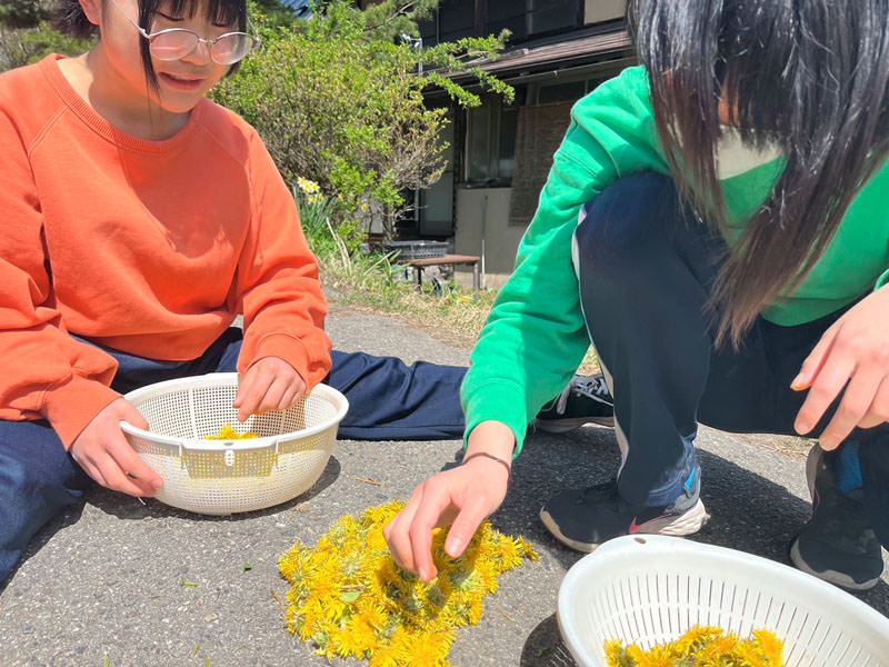 タンポポだらけとはいえ、摘んだ数、1500個